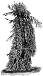 Illustrated is a weeping or drooping form of Norway spruce. It is a horticultural variety.
