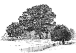 White oak is an ideal shade tree.