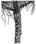 Pictured is the stem of a white pine tree attacked by the white pine blister-rust fungus, <I>Cronartium ribicola</I>. Illustrated is the fruiting stage in the process of rupturing the bark.