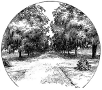 Pictured is an avenue of live oaks at Audubon Park, New Orleans.