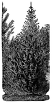 Norway spruce is the common name of <I>Picea excelsa</I>.
