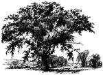 Illustrated is a good field elm.