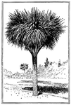 Dracena palm is the common name of <I>Cordyline australis</I>. This palm tree is common in California.
