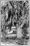 Illustrated is an <I>Eucalyptus rostrata</I> tree that had been planted for eleven years. The tree was eighty six feet tall. This tree was in California.