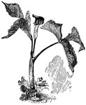 The common names of <I>Arisaema triphyllum</I> are Jack-in-the-pulpit and Indian turnip. There are usually two leaves with oval leaflets. The spadix is club shaped.