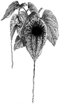 The common names of <I>Aristolochia grandiflora</I> are pelican flower, goose flower, swan flower, and duck flower. The flower bud is said to resemble the body and neck of a bird.