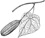 The leaves of <I>Aristolochia grandiflora</I> are heart shaped. The leaves taper to a point. The common names of aristolochia grandiflora are pelican flower, swan flower, goose flower, and duck flower.