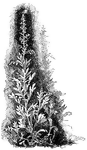 The common names of <I>Artemisia stelleriana</I> are old woman, dusty miller, and beach wormwood. The plant grows two feet tall and has a woody, creeping base.