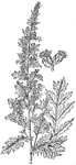 The common name of <I>Artemisia pontica</I> is Roman wormwood. The plant is shrubby and erect, growing between one and four feet tall. The flower heads are small and whitish yellow.