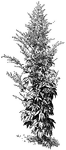 <I>Artemisia lactiflora</I> is a white flowered form of mugwort. It is a beautiful plant with fragrant foliage.