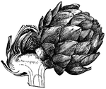 The edible parts of the artichoke are the the fleshy receptacle of the flower head and the thickened base of the scales. They can be eaten raw but are usually boiled and served with butter or sauce.