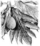 <I>Artocarpus incisa</I> is a tropical tree that produces bread fruit. The fruit is edible. The seeds from the fruit can be boiled and eaten.