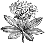 The common name of <I>Asperula odorata</I> is sweet woodruff. The plant grows between six and eight inches tall. The leaves usually grow in whorls of eight.