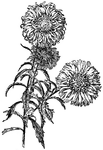 The comet type of China aster has very flat rays. The flowers are rose, white, or blue.