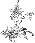 <I>Astilbe japonica</I> grows one to three feet tall. The flowers are white.