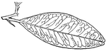 The leaves of <I>Atalantia citrioides</I> are two to three and a half inches long and oval shaped.