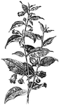 Atropa belladonna is known as deadly nightshade. The plant is erect, branching, and leafy. The leaves are oval and pointed. The flowers grow single or in pairs.