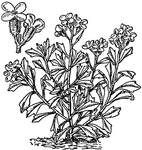 The flowers of <I>Aubrietia deltoidea</I> are violet or purple. The plant grows two to twelve inches tall.