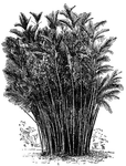 <I>Bactris minor</I> is a tall, slender stemmed palm that grows about forty feet tall. The tree has many dark colored spines. The leaves are about three feet long.