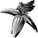 Illustrated in the tip of a flower cluster of banana. The cluster is similar to a giant, elongated bud with large, tightly overlapping scales or bracts.