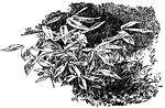 Pictured is the bedding of <I>Bambusa palmata</I>, a type of bamboo.