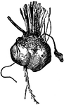 The bassano beet has flesh that is mixed white and light red. It is an old-time, early variety.