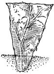 Illustrated is a triangular leaf cutting of begonia.