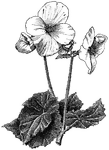 Illustrated is a single flowered <I>Begonia tuberhybrida</I>. It is the garden race of tuberous begonias.