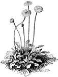 The common names of <I>Bellis perennis</I> are true and English daisy. The plant grows three to six inches tall. The flowers are one to two inches across and appear April to June.