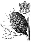 Illustrated is a cone of <I>Betula lutea</I>, or yellow birch. The cones are thick with scales nearly one third of an inch long.