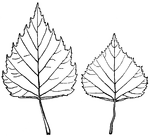 <I>Betula pendula</I> have a rhomboid like oval shape. The leaves are three quarters of an inch to two and a half inches long.