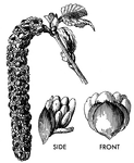 Illustrated are the staminate catkin and flower of <I>Betula papyrifera</I>. The common names are paper and canoe birch.