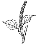 Canoe and paper birch are the common names of <I>Betula papyrifera</I>. Illustrated is the catkin of canoe birch.