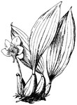 <I>Bifrenaria harrisoniae</I> has pseudobulbs that are two and a half inches long and one leaved. The flowers are large, have a purple lip, and have darker veins.