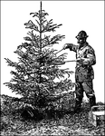 Illustrated is a man pouring food onto a "food tree" for birds. A food tree imitates a coniferous tree covered with insect eggs and larvae. A mixture of hot liquid food is poured on the tree and it hardens as it cools.