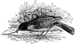 The American robin is protected in the United States. It is an insect eating bird.