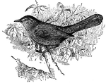 The catbird is fond of fruit. Robin are often blamed for the deeds of the catbird.