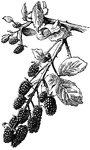 Wild blackberry is the common name of <I>Rubus allegheniensis</I>. It is a long cluster variety. The fruits are thimble shaped, sweet, and dull colored.