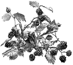 Illustrated is a wild probably hybrid of blackberry and dewberry.