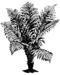 The <I>Blechnum brasiliense</I> fern grows from a stout trunk, about one foot long. The leaves are two to three feet long and one foot or more wide.