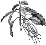 The <I>Boehmeria argentea</I> tree grows ten to thirty feet tall. The leaves alternated and are eight to ten inches long.