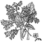 <I>Borago officinalis</I>, or borage, has blue or purplish flowers. It is used for culinary purposes in some parts of Europe, such as Germany.