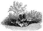 Illustrated is a single plant specimen set against a border planting.