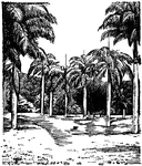 Illustrated is the entrance to a botanic garden in Roseau, Dominica, B.W. Indies.