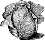Illustrated is Jersey Wakefield Cabbage, a conical form.