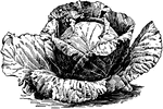 Illustrated is a round headed type of cabbage.