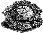 Illustrated is a head of savoy cabbage.