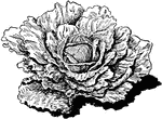 Illustrated is a modern cabbage plant in head. It is early flat Dutch cabbage.