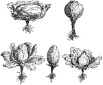 Illustrated are various shapes of cabbage. These shapes include flat, round or ball, egg shaped, oval, and conical.