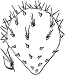 Illustrated is an opuntia joint with leaves. The leaves are fleshy and cylindrical or awl shaped.